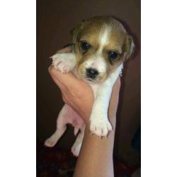 Jack Russell pups