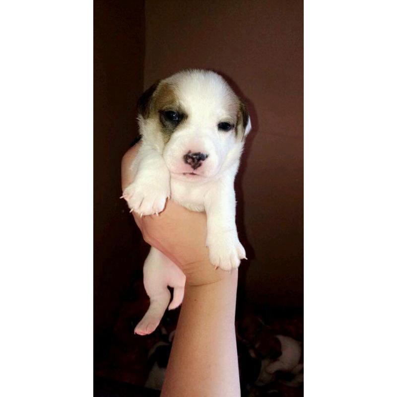 Jack Russell pups