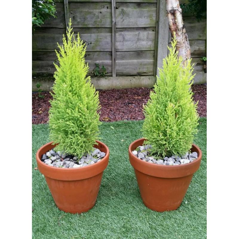 Pair of golden cypress conifers with free local delivery