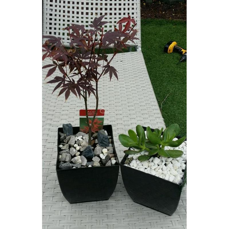 Japanese Acer and Chinese money plant with free local delivery