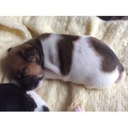 Mini jack Russell pups