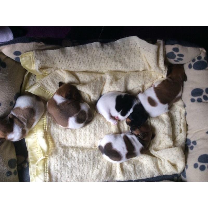 Mini jack Russell pups