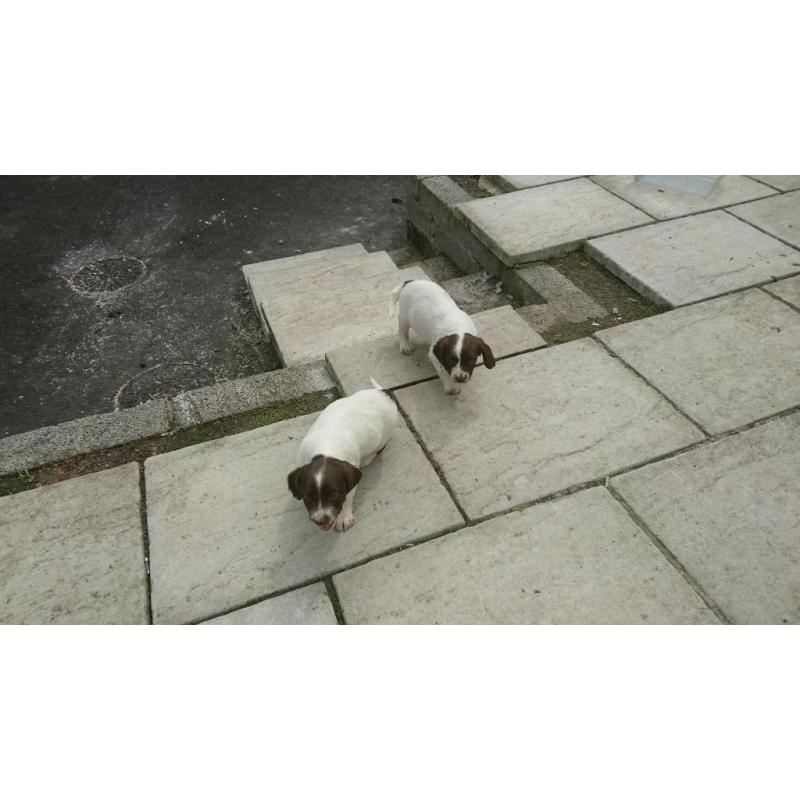 Springer pups