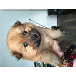 chow chow cross x pomeranian puppies for sale