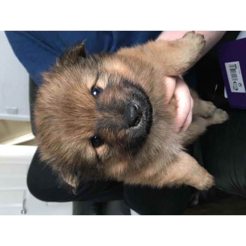 chow chow cross x pomeranian puppies for sale