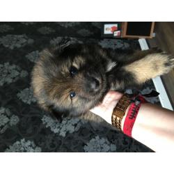 chow chow cross x pomeranian puppies for sale