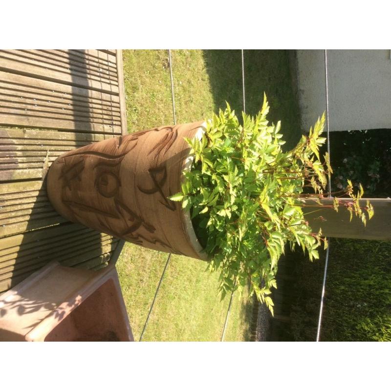 Large terracotta pot with perennial