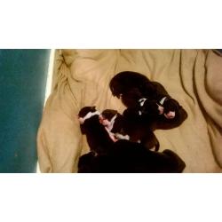 9 x mixed bull terrier puppies