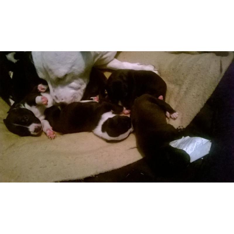 9 x mixed bull terrier puppies