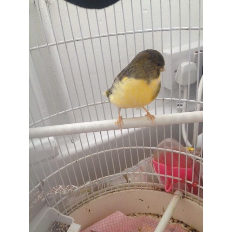 Male canary for sale with cage