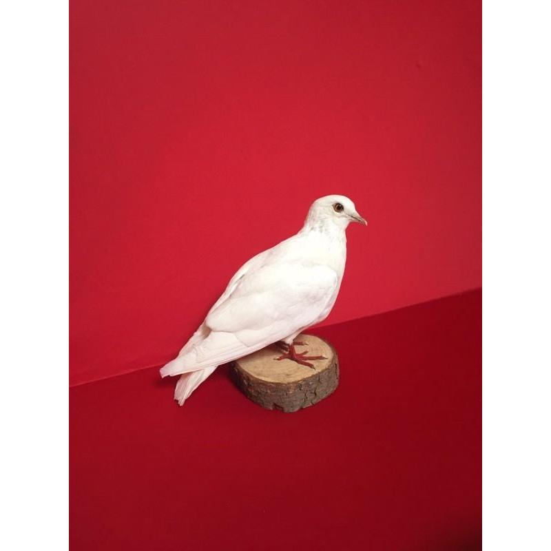 Gorgeous taxidermy White dove clean