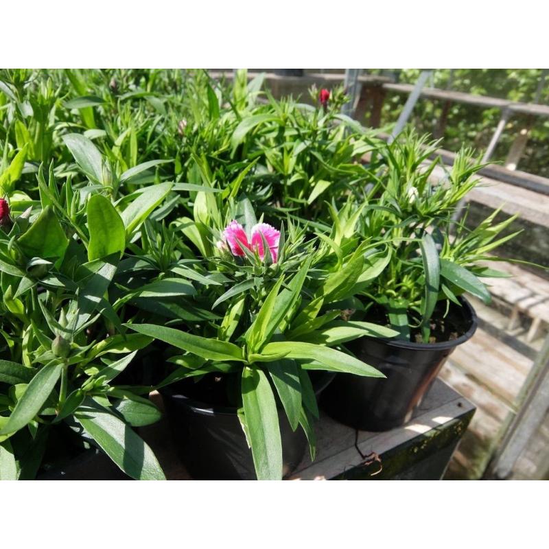 Dianthus plants