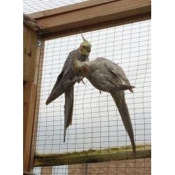 Cockatiel Pair