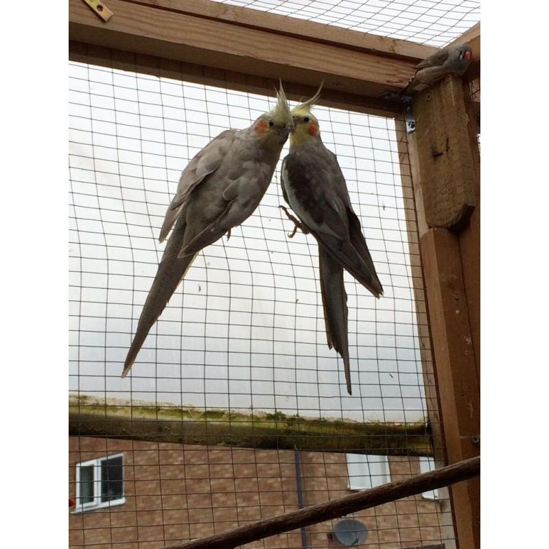 Cockatiel Pair