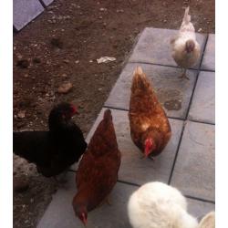 4 LAYING HENS FOR SALE