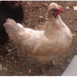 4 LAYING HENS FOR SALE