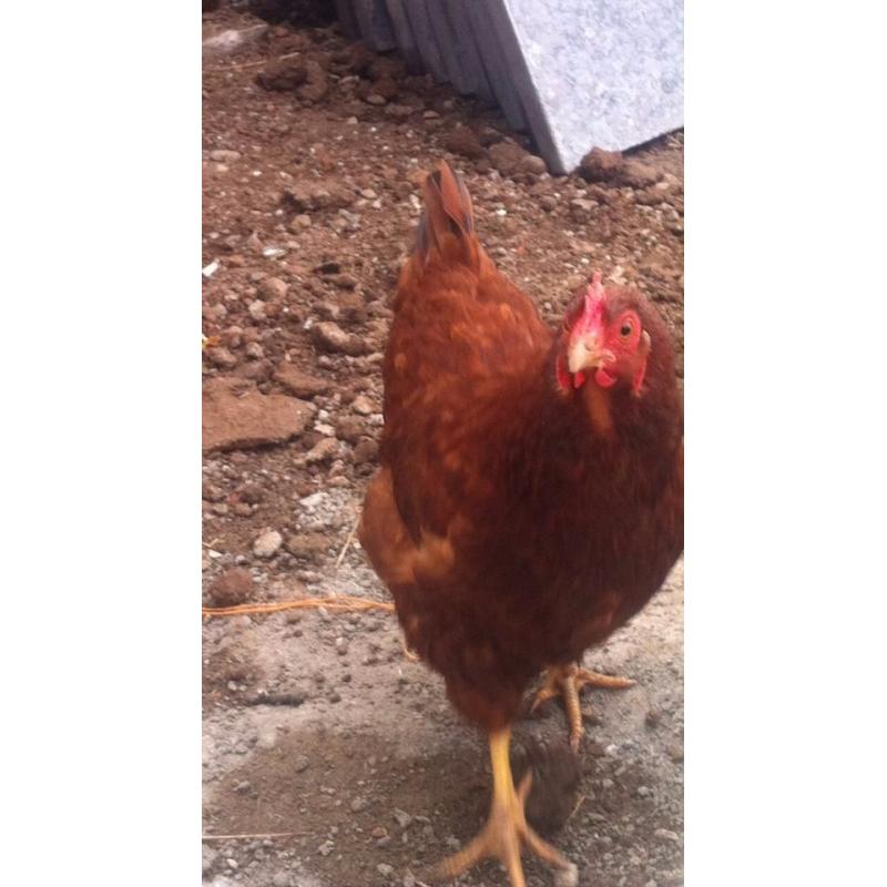 4 LAYING HENS FOR SALE