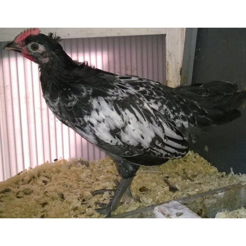 cockerel