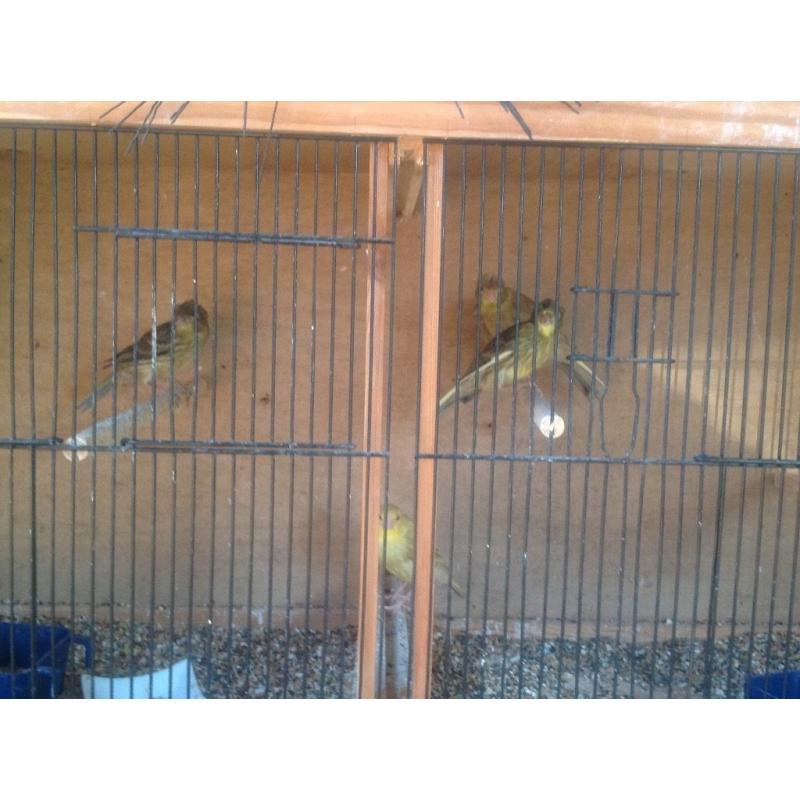 Spanish Timbrado Canaries