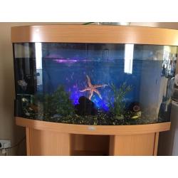 Juwel vision 180 fish tank