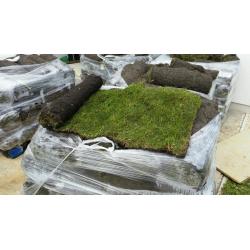 Lawn Turf