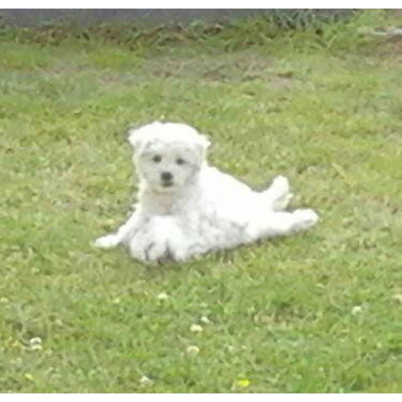 Bichon Puppies