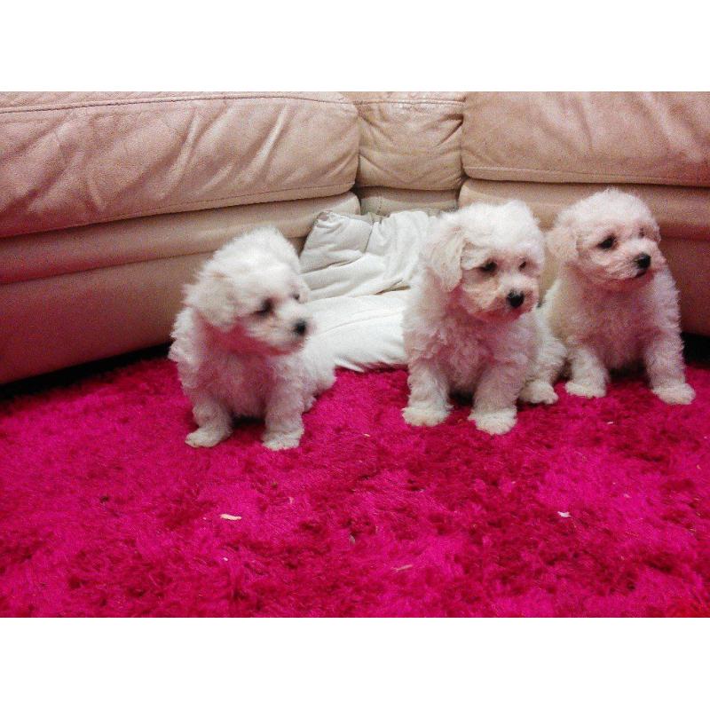 Bichon Puppies