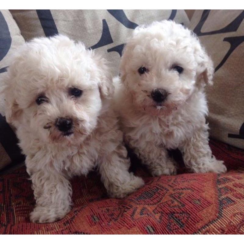 Bichon Puppies