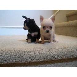 Tiny chi puppies xx