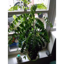 Curry Leaf Plant - for sale