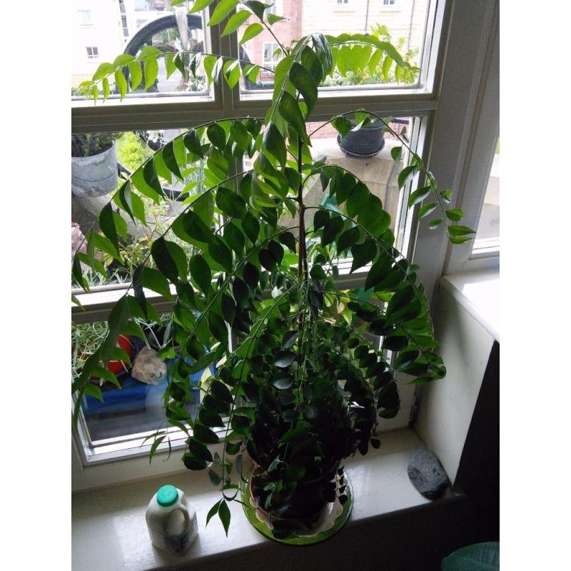 Curry Leaf Plant - for sale