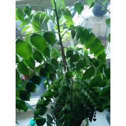 Curry Leaf Plant - for sale