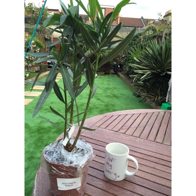 OLEANDER - WHITE . GARDEN SHRUB