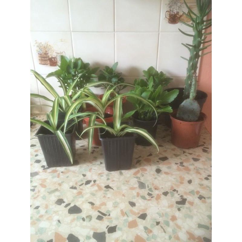 House plants