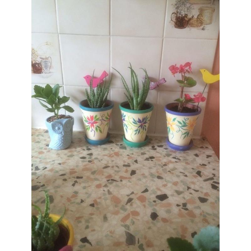 House plants