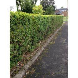 Box hedging